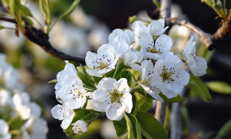 Обои цветение, весна, яблоня, flowering, spring, apple разрешение 3872x2592 Загрузить