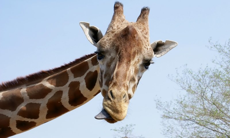 Обои морда, взгляд, язык, жираф, рожки, шея, face, look, language, giraffe, horns, neck разрешение 1920x1440 Загрузить