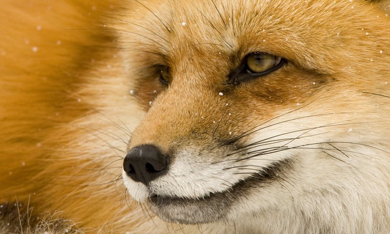 Обои глаза, морда, мордочка, взгляд, лиса, лисица, eyes, face, muzzle, look, fox разрешение 1920x1080 Загрузить