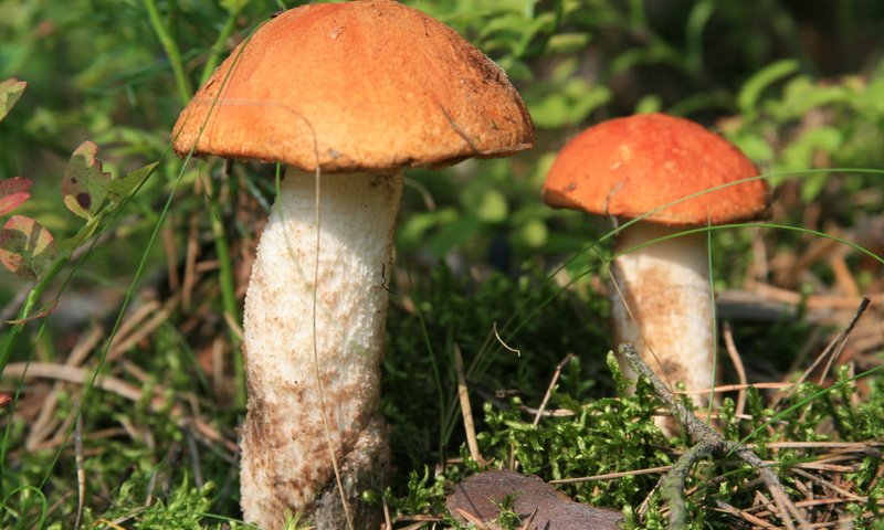 Обои трава, гриба, природа, лес, макро, грибы, прогулка, два, подосиновики, grass, mushroom, nature, forest, macro, mushrooms, walk, two, aspen разрешение 3888x2592 Загрузить