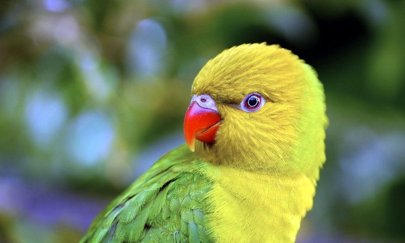 Обои природа, птица, попугай, nature, bird, parrot разрешение 1920x1200 Загрузить