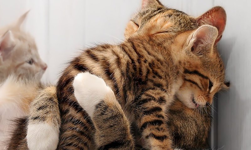 Обои любовь, кошки, котята, лапки, мордочки, обнимашки, love, cats, kittens, legs, faces, hugs разрешение 1920x1200 Загрузить