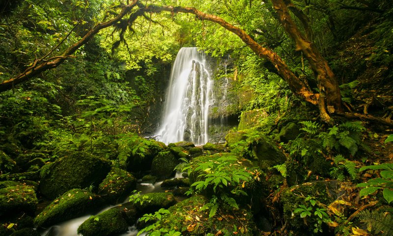 Обои камни, растения, водопад, мох, папоротник, stones, plants, waterfall, moss, fern разрешение 1920x1080 Загрузить