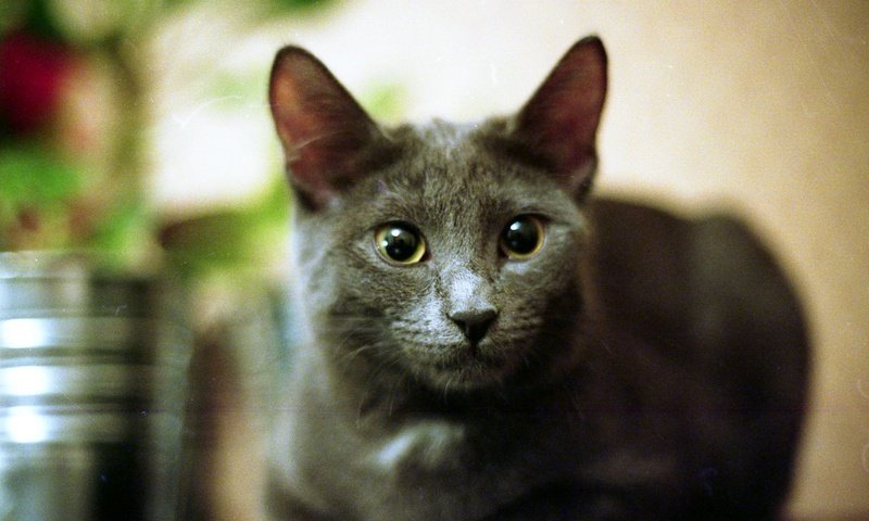 Обои кот, мордочка, усы, кошка, взгляд, русская голубая кошка, cat, muzzle, mustache, look разрешение 1920x1236 Загрузить