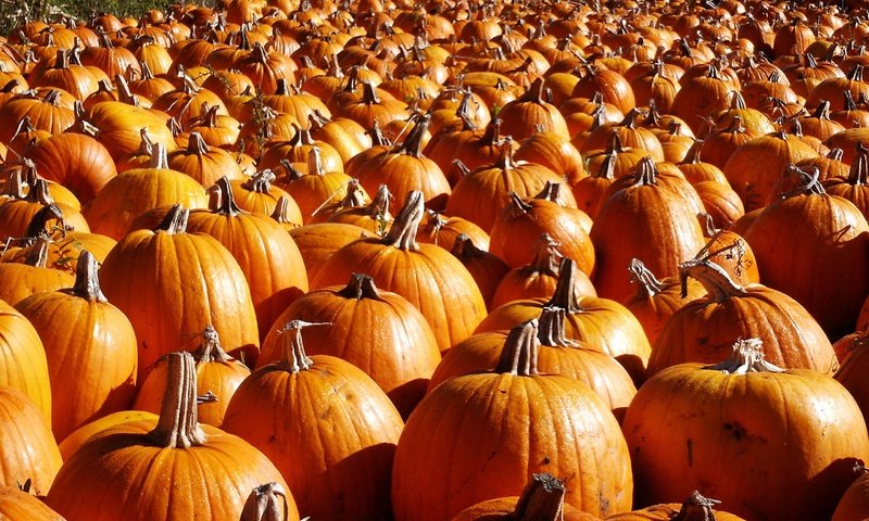 Обои осень, урожай, овощи, тыквы, тыква, autumn, harvest, vegetables, pumpkin разрешение 2560x1600 Загрузить