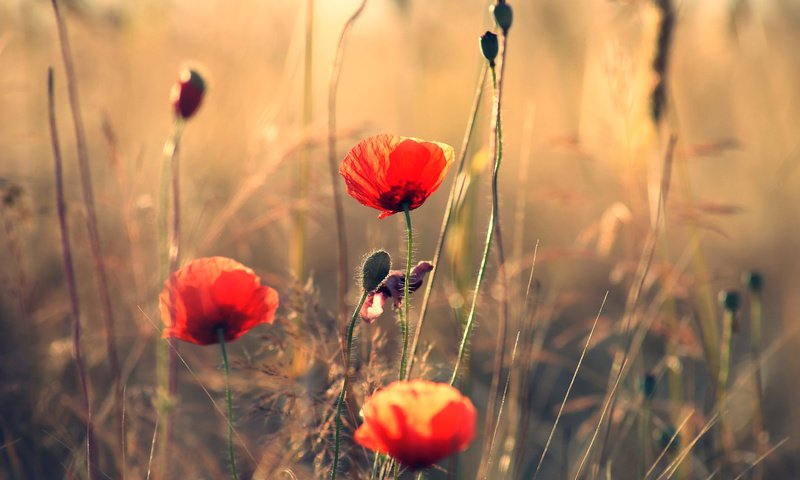 Обои поле, лепестки, луг, мак, стебель, красный мак, field, petals, meadow, mac, stem, red poppy разрешение 1920x1285 Загрузить
