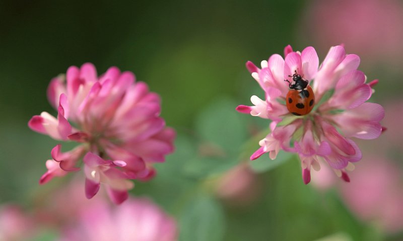 Обои клевер, насекомое, божья коровка, розовый, clover, insect, ladybug, pink разрешение 1920x1200 Загрузить