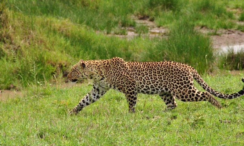 Обои трава, леопард, хищник, дикая кошка, крадётся, красивый леопард, grass, leopard, predator, wild cat, sneaks, beautiful leopard разрешение 1920x1285 Загрузить