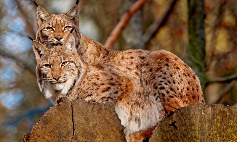 Обои рысь, на дереве, кисточки, две, две рыси, lynx, on the tree, brush, two, two lynx разрешение 1920x1280 Загрузить