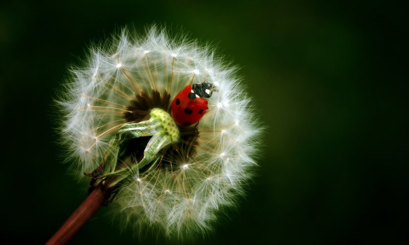 Обои фон, цветок, насекомые, божья коровка, одуванчик, background, flower, insects, ladybug, dandelion разрешение 1920x1200 Загрузить