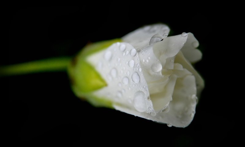 Обои цветок, роза, бутон, черный фон, белая, капли воды, flower, rose, bud, black background, white, water drops разрешение 1920x1200 Загрузить