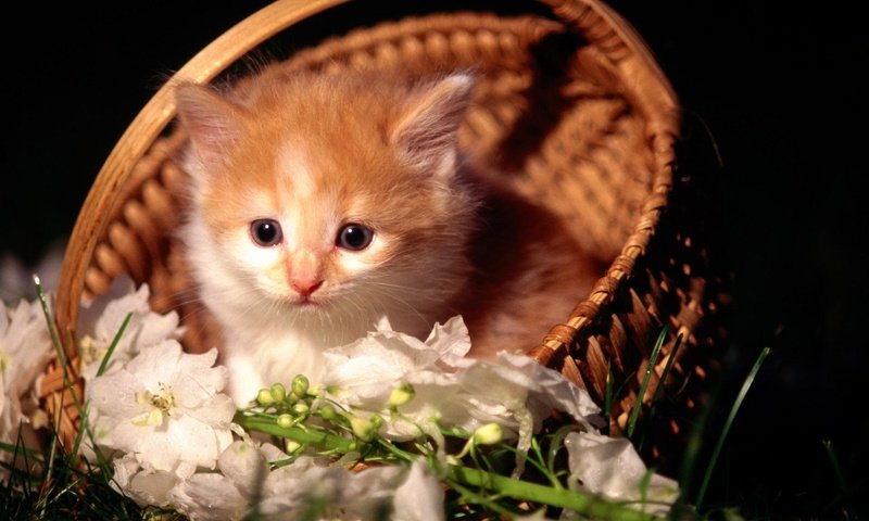 Обои цветы, котенок, рыжий, корзинка, flowers, kitty, red, basket разрешение 1920x1200 Загрузить