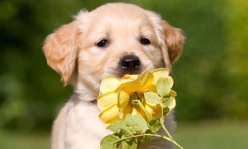 Обои цветок, роза, собака, щенок, подарок, ретривер, золотистый ретривер, flower, rose, dog, puppy, gift, retriever, golden retriever разрешение 1920x1200 Загрузить