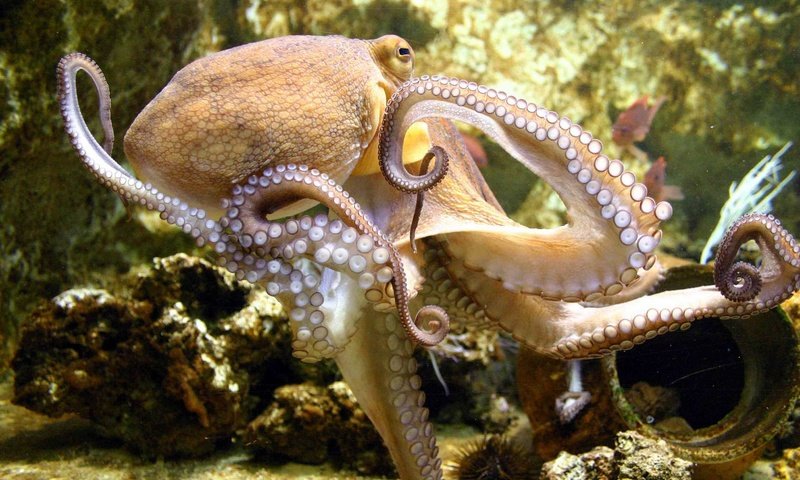 Обои осьминог, моллюск, подводный мир, спрут, octopus, clam, underwater world разрешение 1920x1200 Загрузить