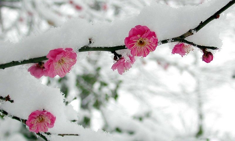 Обои цветы, ветка, снег, весна, сакура, flowers, branch, snow, spring, sakura разрешение 1920x1200 Загрузить