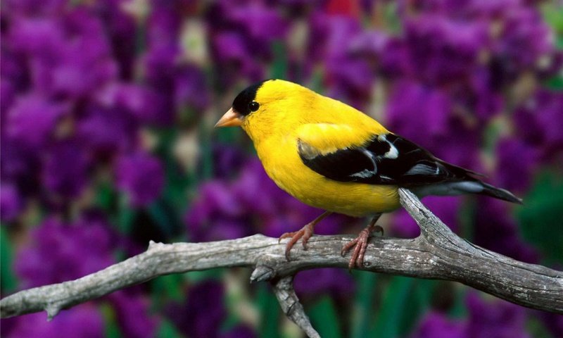 Обои птица, щегол, bird, goldfinch разрешение 1920x1200 Загрузить