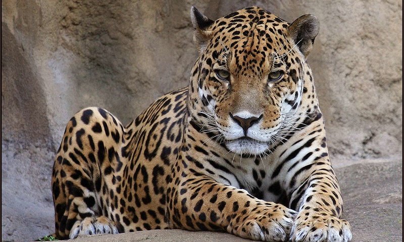 Обои морда, взгляд, леопард, хищник, ягуар, дикая кошка, face, look, leopard, predator, jaguar, wild cat разрешение 1920x1200 Загрузить