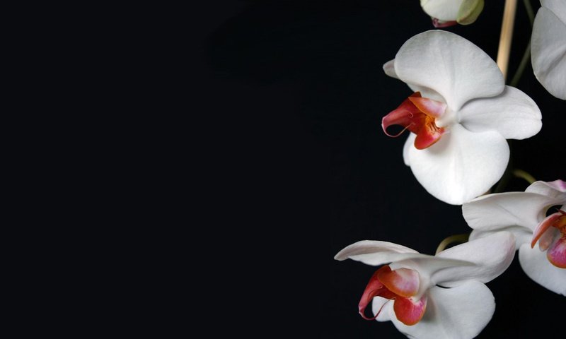 Обои цветы, темный фон, белая, орхидея, flowers, the dark background, white, orchid разрешение 1920x1200 Загрузить