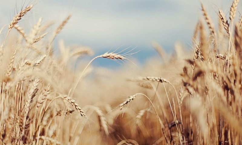 Обои небо, поле, лето, колосья, пшеница, злаки, the sky, field, summer, ears, wheat, cereals разрешение 1920x1200 Загрузить