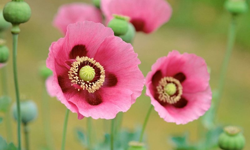 Обои цветы, природа, маки, розовые, flowers, nature, maki, pink разрешение 1920x1200 Загрузить