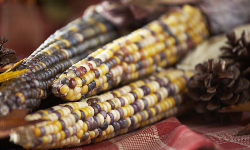 Обои кукуруза, овощи, зерно, злаки, крупным планом, пятнистые кукурузные початки, початок, corn, vegetables, grain, cereals, closeup, spotted corn on the cob, the cob разрешение 1920x1200 Загрузить