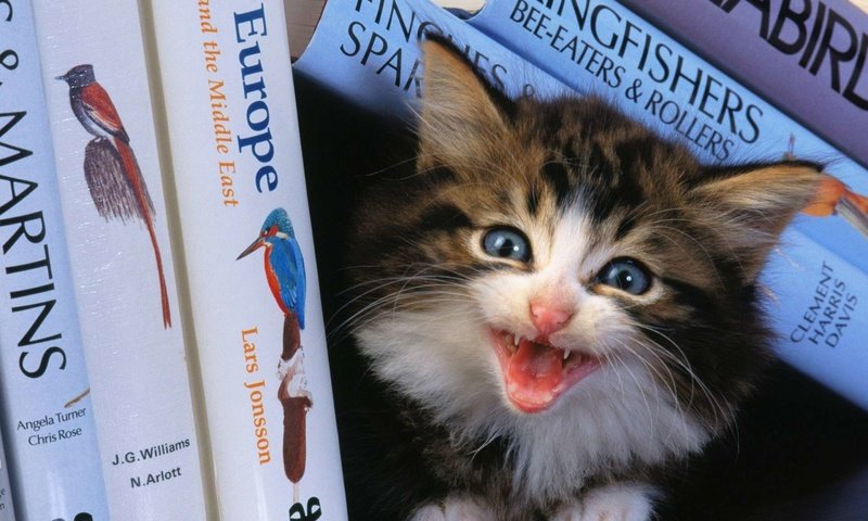 Обои книги, котенок, испуг, крик, мяу, полка, books, kitty, fright, creek, meow, shelf разрешение 1920x1200 Загрузить