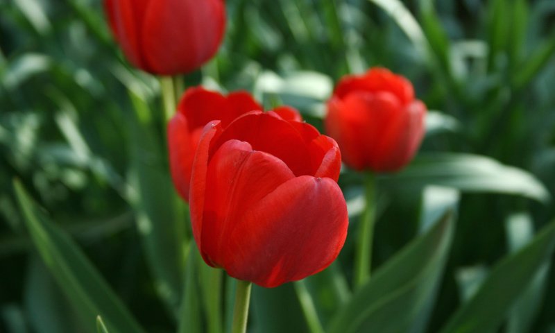 Обои цветы, зелень, весна, тюльпаны, flowers, greens, spring, tulips разрешение 1920x1080 Загрузить