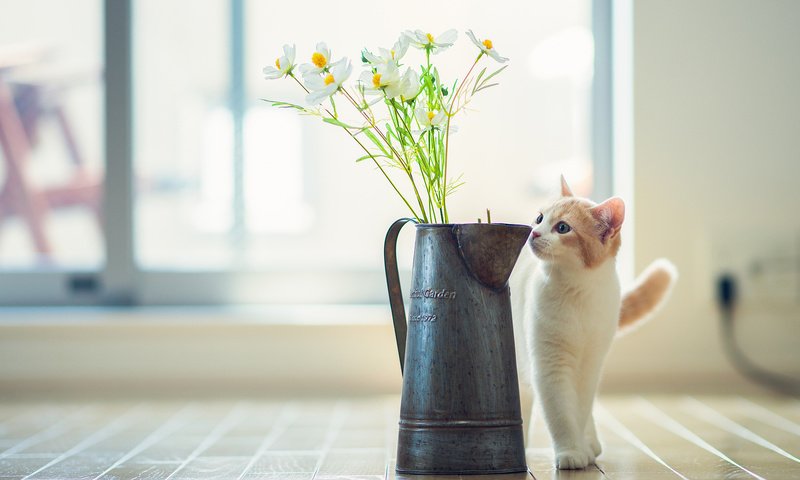 Обои цветы, кот, кошка, ваза, ben torode, ханна, flowers, cat, vase, hannah разрешение 2048x1436 Загрузить