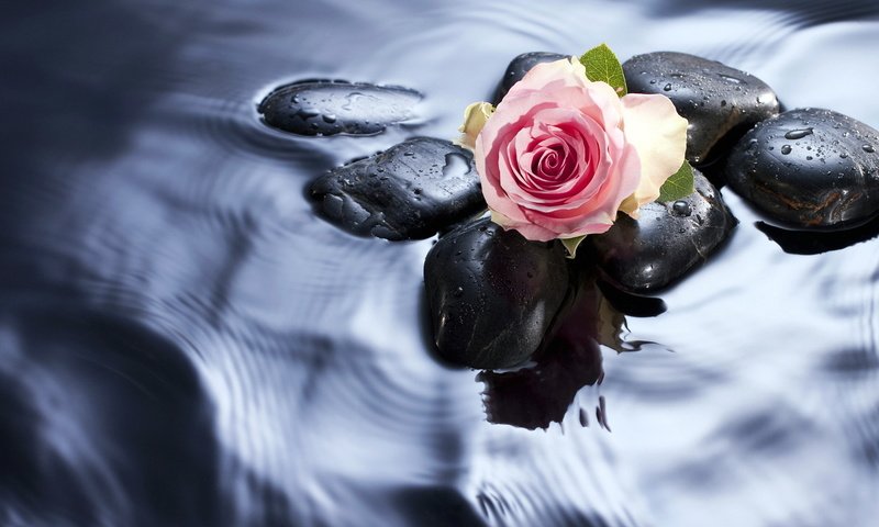 Обои вода, камни, цветок, роза, бутон, розовая, water, stones, flower, rose, bud, pink разрешение 1920x1200 Загрузить