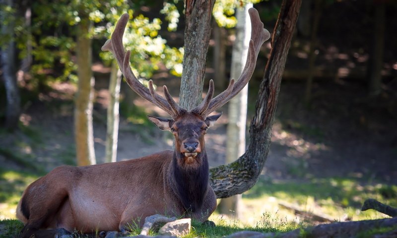 Обои природа, лес, олень, взгляд, лежит, красивый, рога, nature, forest, deer, look, lies, beautiful, horns разрешение 1920x1200 Загрузить