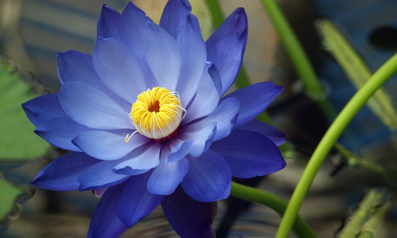 Обои синий, цветок, лепестки, лотос, кувшинка, водяная лилия, blue, flower, petals, lotus, lily, water lily разрешение 2560x1600 Загрузить
