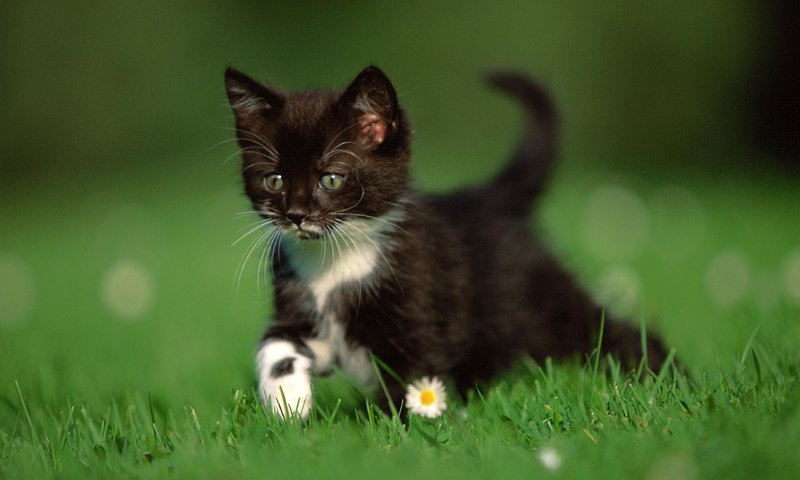 Обои трава, природа, кошка, котенок, ромашки, чёрно-белый, grass, nature, cat, kitty, chamomile, black and white разрешение 2560x1600 Загрузить