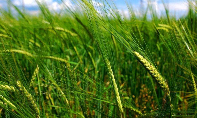 Обои поле, лето, пшеница, field, summer, wheat разрешение 1920x1200 Загрузить