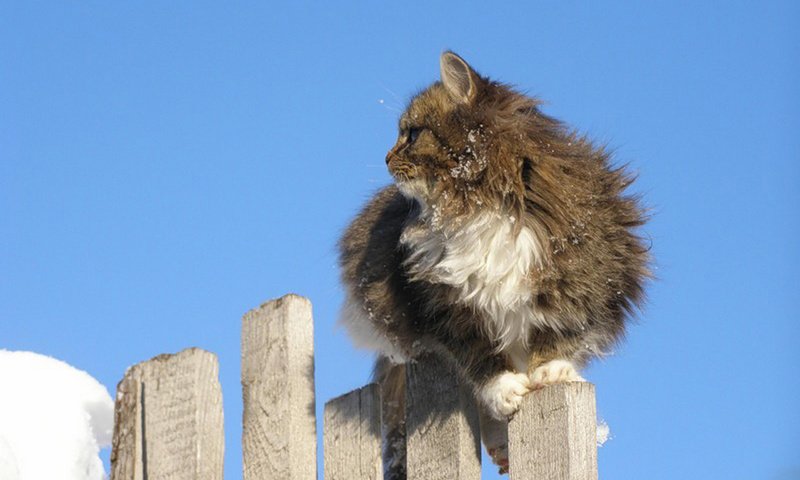 Обои небо, кот, кошка, забор, пушистый, серо-белый, the sky, cat, the fence, fluffy, grey white разрешение 2560x1600 Загрузить