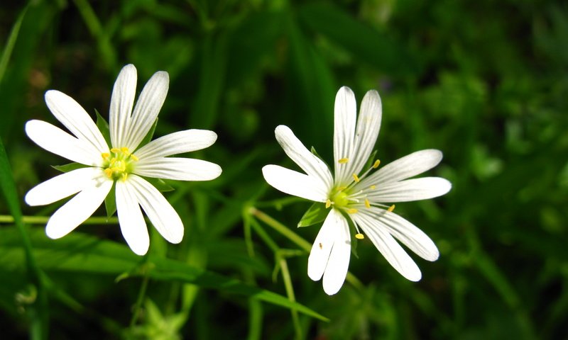 Обои цветы, белые, cvety, leto, zvezdochki, lug, звездчатка, flowers, white, stellaria разрешение 4000x3000 Загрузить