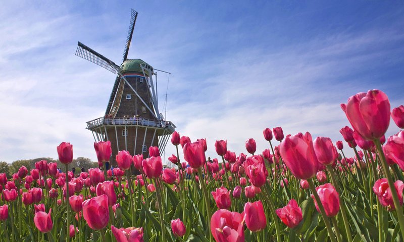 Обои поле, лето, мельница, тюльпанов, голландия, field, summer, mill, tulips, holland разрешение 1920x1080 Загрузить