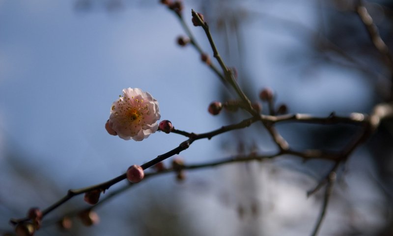 Обои цветы, цветение, ветки, весна, сакура, vesna, cvetok, vetv, yaponiya, flowers, flowering, branches, spring, sakura разрешение 1920x1200 Загрузить