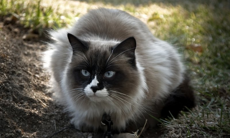 Обои глаза, трава, кот, кошка, взгляд, пушистый, голубые, eyes, grass, cat, look, fluffy, blue разрешение 2560x1600 Загрузить