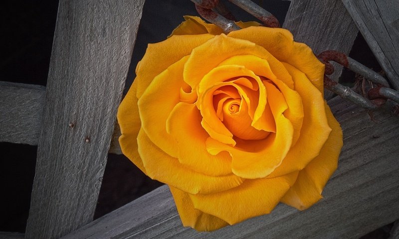 Обои роза, жёлтая, rose, yellow разрешение 2560x1440 Загрузить