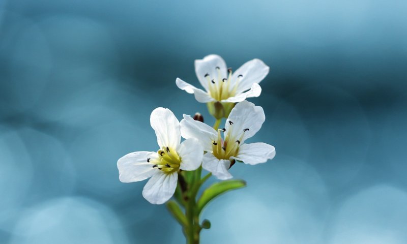 Обои cvety, makro, fotografii, krasivye oboi dlya разрешение 1920x1280 Загрузить