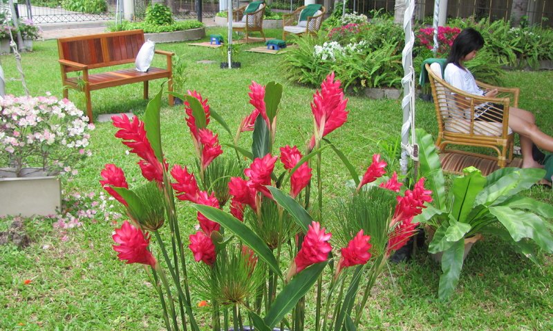 Обои cvety, krasota, tajland разрешение 3648x2736 Загрузить