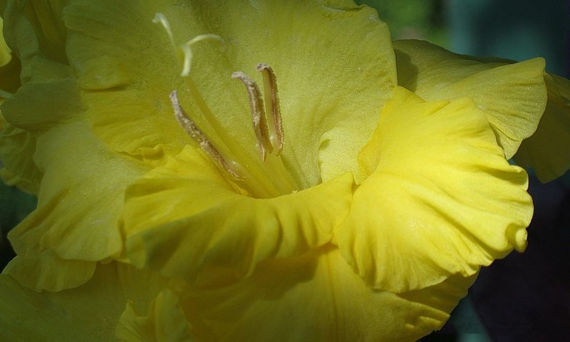 Обои гладиолус, cvetok, zheltyj, gofrirovannyj, gladiolus разрешение 1920x1440 Загрузить