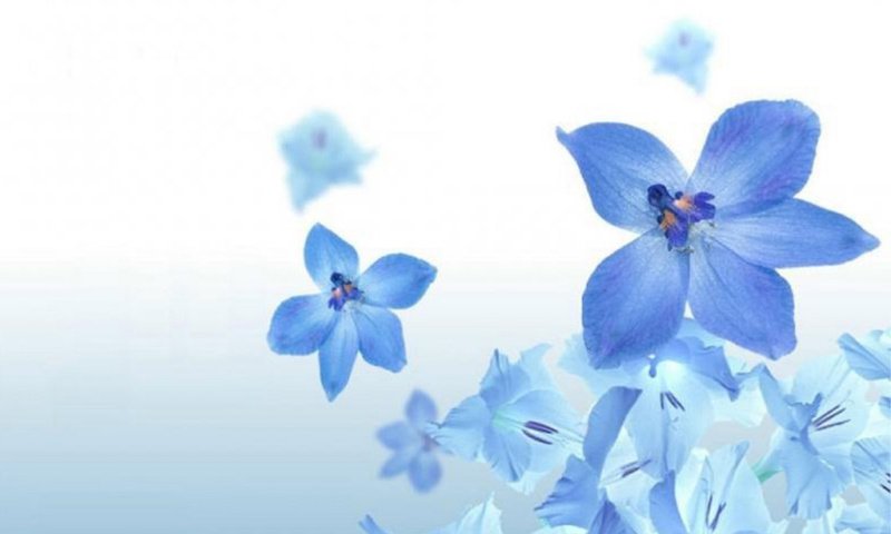 Обои цветы, лепестки, голубые, синие, cvety, priroda, sinij, flowers, petals, blue разрешение 1920x1200 Загрузить