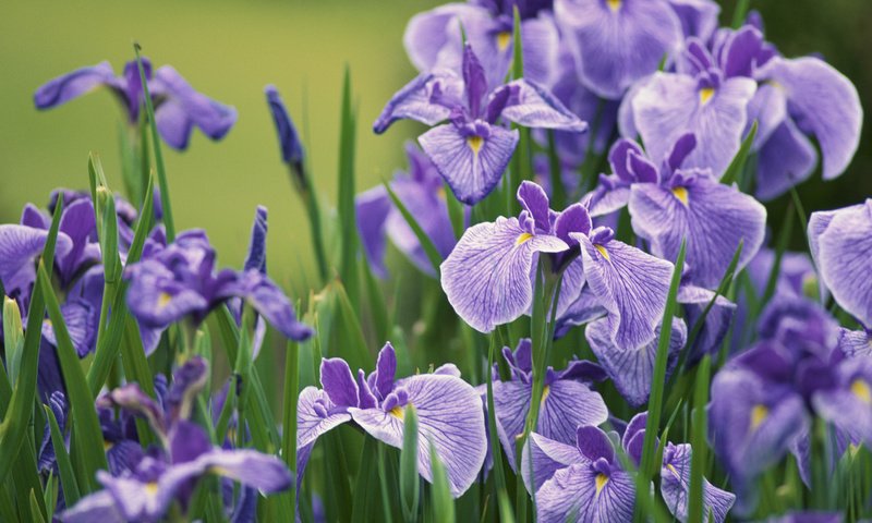 Обои цветы, бутоны, лепестки, стебли, ирисы, butony, sirenevye, irisy, леспестки, flowers, buds, petals, stems, irises, lepestki разрешение 1920x1080 Загрузить