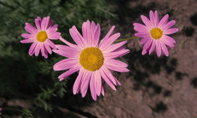 Обои  цветы, cvety, rozovyj, flowers разрешение 3264x1832 Загрузить