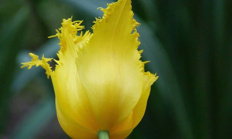 Обои желтый, цветок, тюльпан, cvety, leto, краснодар, yellow, flower, tulip, krasnodar разрешение 4320x3240 Загрузить