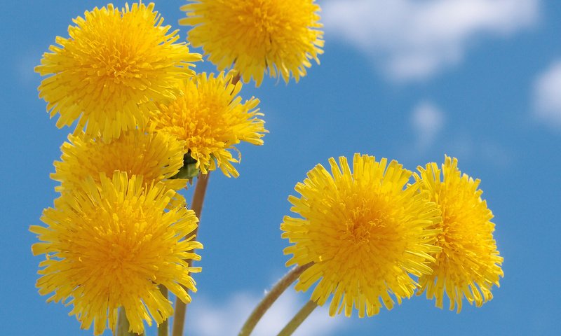 Обои небо, желтый, весна, одуванчик, голубое, nebo, zheltye, oduvanchiki, the sky, yellow, spring, dandelion, blue разрешение 2560x1920 Загрузить