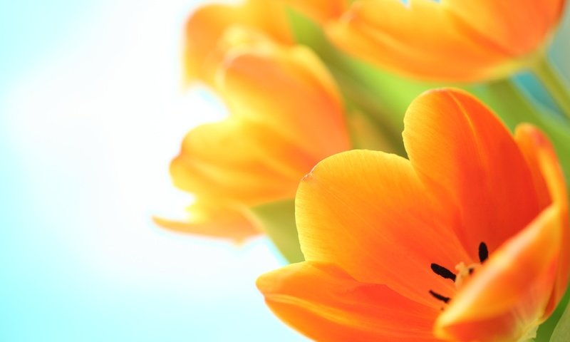 Обои цветы, макро, тюльпаны, оранжевые, cvety, vesna, tyulpany, flowers, macro, tulips, orange разрешение 2560x1600 Загрузить
