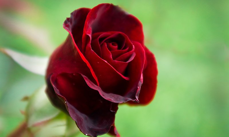 Обои макро, роза, лепестки, красная, бутон, macro, rose, petals, red, bud разрешение 1920x1371 Загрузить