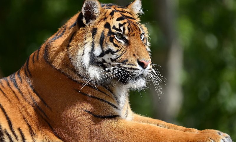 Обои тигр, морда, профиль, отдых, tiger, face, profile, stay разрешение 2560x1600 Загрузить